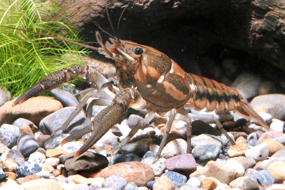 Discover Georgia's Freshwater Lobsters: Crawdads! - Aquascape