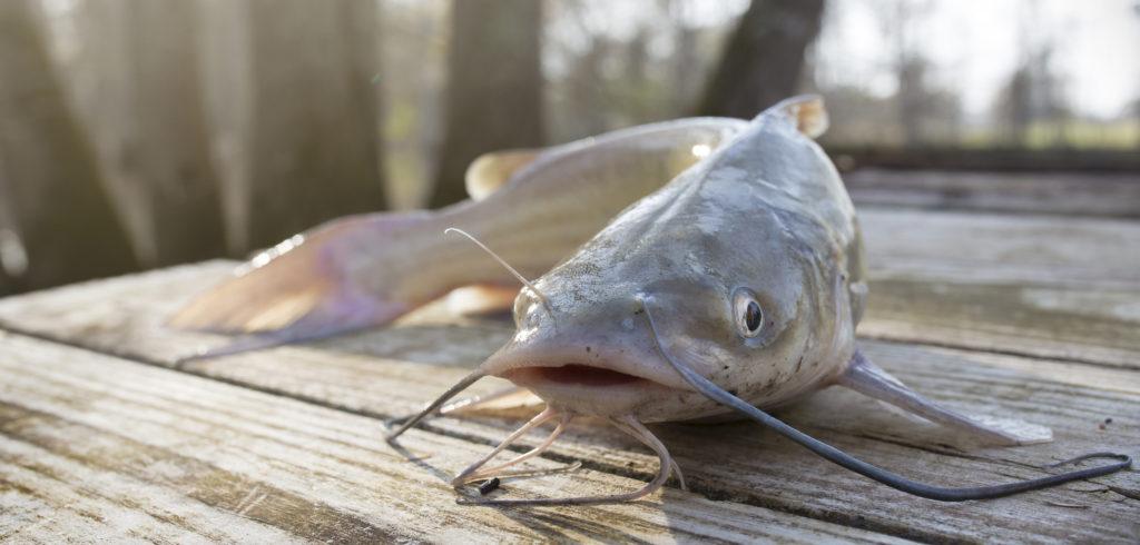 If you want to take your catfish catches to the next level, look