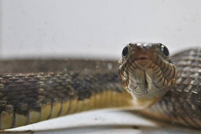 Be Cautious in Water Snake Encounters - Aquascape Enviromental